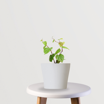 Betel leaf plant for home use